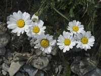 Leucanthemum atratum ssp halleri 3, Saxifraga-Willem van Kruijsbergen