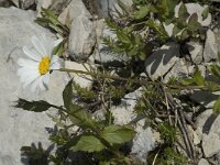 Leucanthemum cuneifolium 1, Saxifraga-Jan van der Straaten