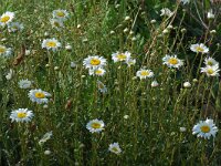 Leucanthemum vulgare 10, Gewone margriet, Saxifraga-Willem van Kruijsbergen