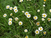 Leucanthemum vulgare 11, Gewone margriet, Saxifraga-Peter Meininger