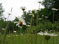 Leucanthemum vulgare 12, Gewone margriet, Saxifraga-Rudmer Zwerver