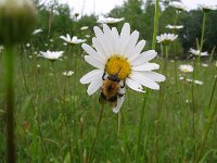 Leucanthemum vulgare 13, Gewone margriet, Saxifraga-Rudmer Zwerver