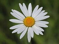 Leucanthemum vulgare #47774 : Gewone margriet, Leucanthemum vulgare