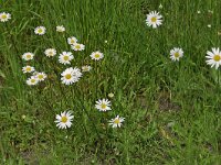 Leucanthemum vulgare #16436 : Gewone margriet, Leucanthemum vulgare