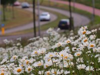 Leucanthemum vulgare 16, Gewone margriet, Saxifraga-Rudmer Zwerver : auto, autoverkeer, berm, bloem, bloemen, bloemrijk, bloemrijke, chrysanthemum, chrysanthemum leucanthemum, gewone, leucanthemum vulgare, maaibeheer, margriet, verkeer, vinex, vinexwijk, wegberm, wilde, ypenburg