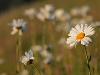 Leucanthemum vulgare 17, Gewone margriet, Saxifraga-Rudmer Zwerver