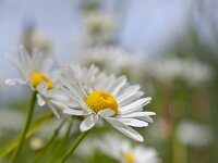 Leucanthemum vulgare 18, Gewone margriet, Saxifraga-Rudmer Zwerver