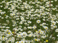 Leucanthemum vulgare 19, Gewone margriet, Saxifraga-Mark Zekhuis