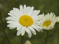 Leucanthemum vulgare 2, Gewone margriet, Saxifraga-Marijke Verhagen
