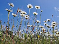 Leucanthemum vulgare 20, Gewone margriet, Saxifraga-Hans Dekker