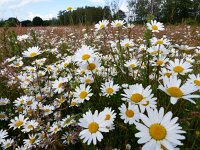 Leucanthemum vulgare 21, Gewone margriet, Saxifraga-Mark Zekhuis