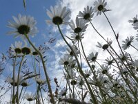 Leucanthemum vulgare 22, Gewone margriet, Saxifraga-Mark Zekhuis