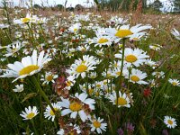 Leucanthemum vulgare 23, Gewone margriet, Saxifraga-Mark Zekhuis