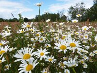 Leucanthemum vulgare 24, Gewone margriet, Saxifraga-Mark Zekhuis