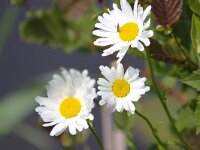 Leucanthemum vulgare 25, Gewone margriet, Saxifraga-Bart Vastenhouw