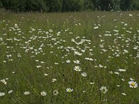 Leucanthemum vulgare 26, Gewone margriet, Saxifraga-Willem van Kruijsbergen