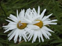 Leucanthemum vulgare 27, Gewone margriet, Saxifraga-Willem van Kruijsbergen