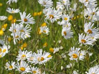 Leucanthemum vulgare 28, Gewone margriet, Saxifraga-Bart Vastenhouw