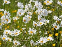 Leucanthemum vulgare 29, Gewone margriet, Saxifraga-Bart Vastenhouw