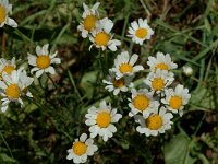 Leucanthemum vulgare 3, Gewone margriet, Saxifraga-Marijke Verhagen