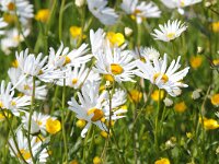 Leucanthemum vulgare 30, Gewone margriet, Saxifraga-Bart Vastenhouw