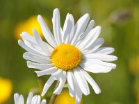 Leucanthemum vulgare 31, Gewone margriet, Saxifraga-Bart Vastenhouw