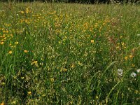 Leucanthemum vulgare 34, Gewone margriet, Saxifraga-Hans Boll
