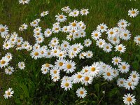 Leucanthemum vulgare 36, Gewone margriet, Saxifraga-Ed Stikvoort