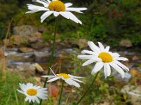 Leucanthemum vulgare 37, Gewone margriet, Saxifraga-Ed Stikvoort