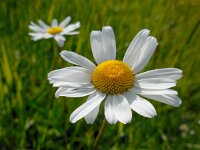 Leucanthemum vulgare 38, Gewone margriet, Saxifraga-Ed Stikvoort