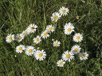 Leucanthemum vulgare 39, Gewone margriet, Saxifraga-Willem van Kruijsbergen