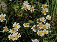 Leucanthemum vulgare 4, Gewone margriet, Saxifraga-Marijke Verhagen