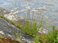 Leucanthemum vulgare 40, Gewone margriet, Saxifraga-Rutger Barendse