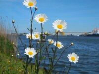 Leucanthemum vulgare 44, Gewone margriet, Saxifraga-Ed Stikvoort