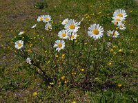Leucanthemum vulgare 45, Gewone margriet, Saxifraga-Ed Stikvoort