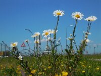 Leucanthemum vulgare 46, Gewone margriet, Saxifraga-Ed Stikvoort