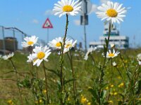 Leucanthemum vulgare 47, Gewone margriet, Saxifraga-Ed Stikvoort