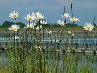 Leucanthemum vulgare 48, Gewone margriet, Saxifraga-Ed Stikvoort