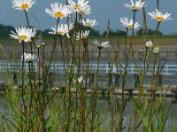 Leucanthemum vulgare 49, Gewone margriet, Saxifraga-Ed Stikvoort