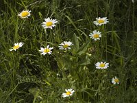 Leucanthemum vulgare 5, Gewone margriet, Saxifraga-Jan van der Straaten