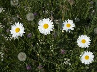 Leucanthemum vulgare 50, Gewone margriet, Saxifraga-Annemiek Bouwman