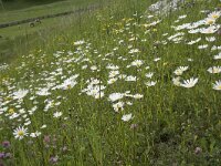 Leucanthemum vulgare 51, Gewone margriet, Saxifraga-Annemiek Bouwman