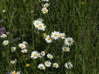 Leucanthemum vulgare 54, Gewone margriet, Saxifraga-Annemiek Bouwman