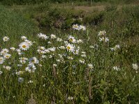 Leucanthemum vulgare 55, Gewone margriet, Saxifraga-Jan van der Straaten