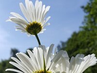 Ox-eye Daisy (Leucanthemum vulgare) shot from below  Ox-eye Daisy (Leucanthemum vulgare) shot from below : flower, flora, floral, nature, natural, Growth, Spring, Springtime, Beauty in nature, Ox-eye Daisy, daisy, Leucanthemum vulgare, white, yellow, summer, summertime, petal, petals, circular, outside, outdoor, nobody, no people, beauty, beautiful, backside