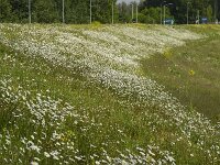 Bloemrijke dijk  Mainly Oxeye Daisies. : Growth, Spring, Springtime