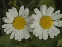 Leucanthemum vulgare 6, Gewone margriet, Saxifraga-Marijke Verhagen