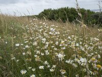 Leucanthemum vulgare 60, Gewone margriet, Saxifraga-Willem van Kruijsbergen