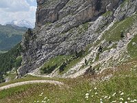 Leucanthemum vulgare 61, Gewone margriet, Saxifraga-Harry Jans