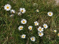 Leucanthemum vulgare 62, Gewone margriet, Saxifraga-Harry Jans